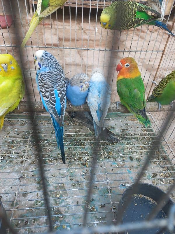 parrot budgie pair 500 2