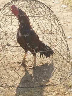 pure Aseel murgha / Aseel hens / Aseel murgha for sale