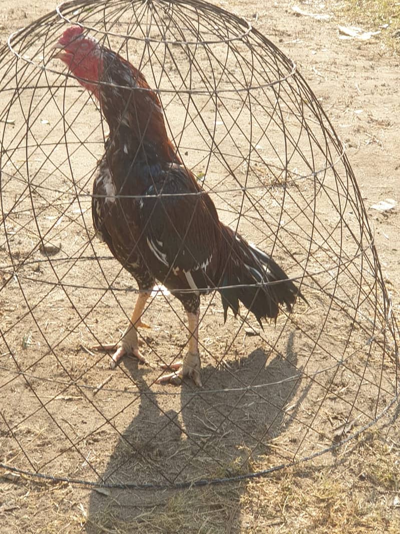 pure Aseel murgha / Aseel hens / Aseel murgha for sale 0