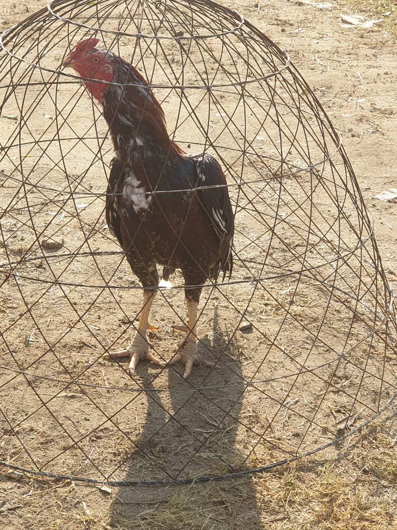 pure Aseel murgha / Aseel hens / Aseel murgha for sale 1