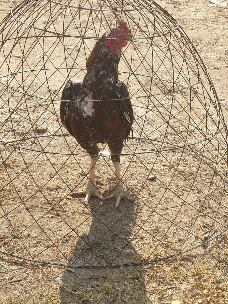 pure Aseel murgha / Aseel hens / Aseel murgha for sale 2