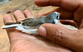 zebra pied finch