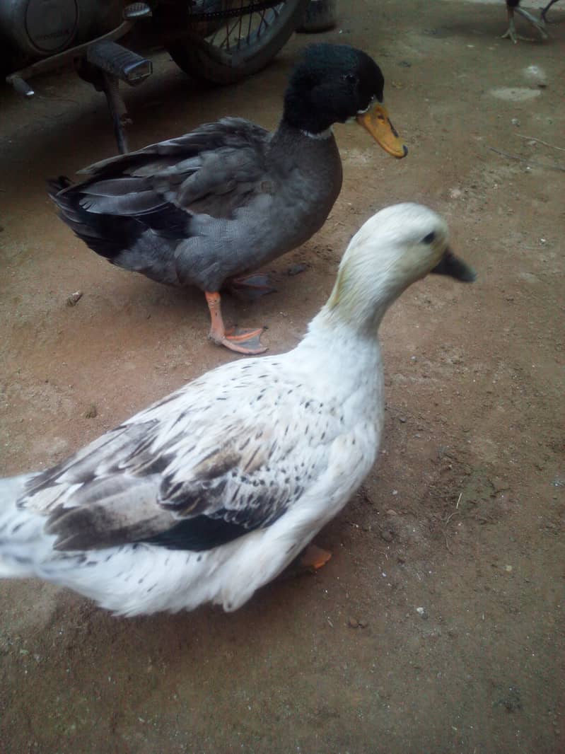 Desi Ducks Pair Egg's dy rahi ha 0