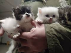 persian kittens