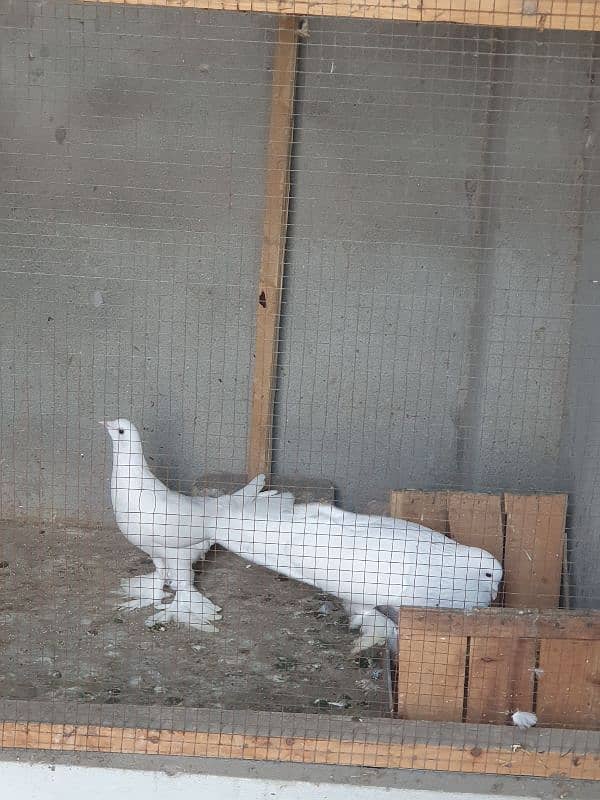 Gubara breeder pair 0