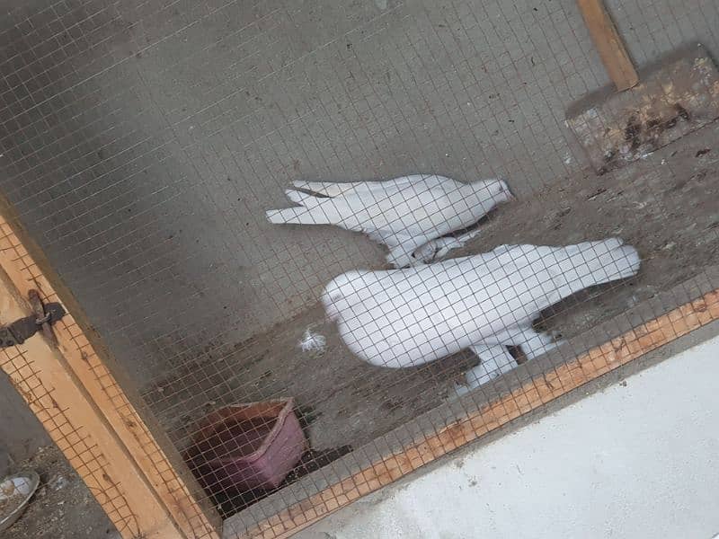 Gubara breeder pair 2