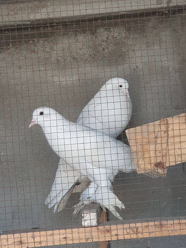 Gubara breeder pair 4