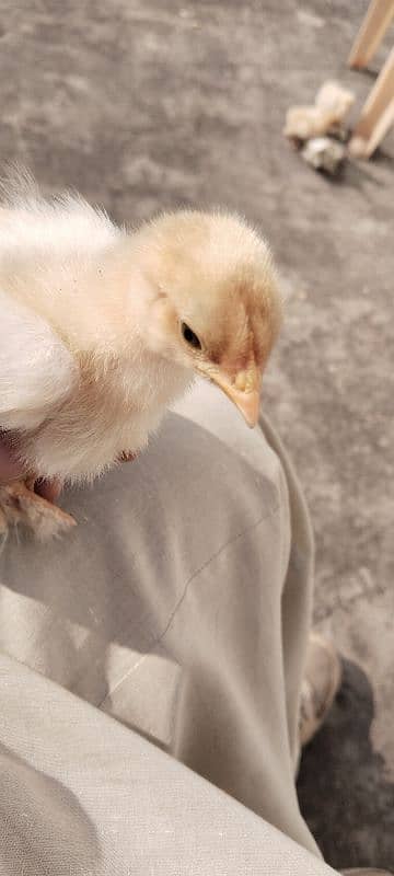 silky silver black Australorp Gray toung black bentim 0