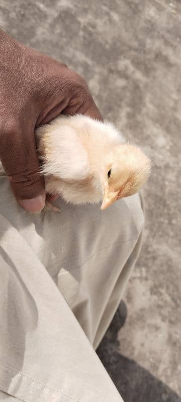 silky silver black Australorp Gray toung black bentim 1