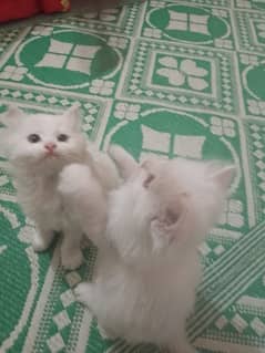 persion cat full white  contact no 03120543459