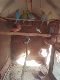 budgies pair 500