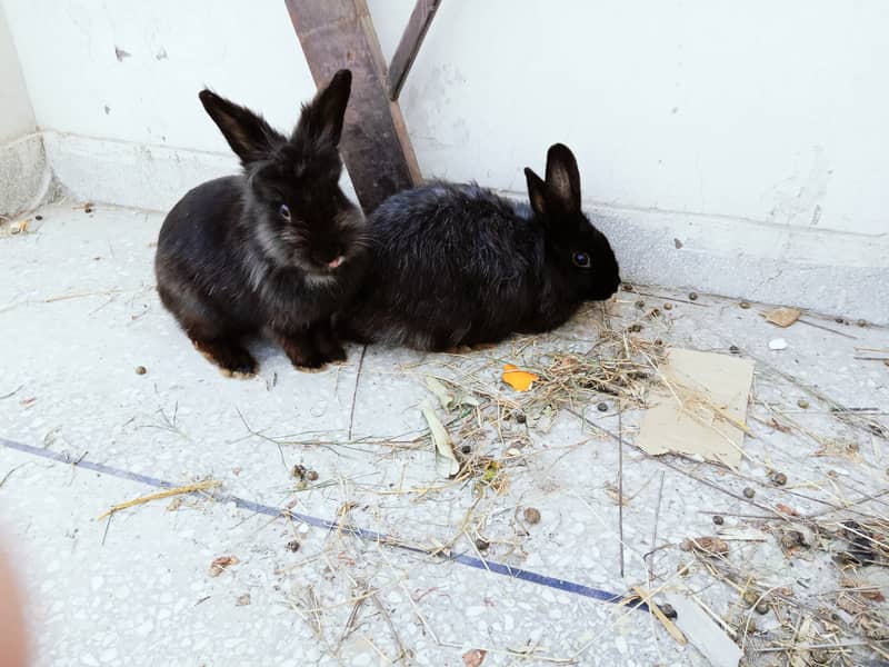 White Black Angora pair 03334634173 3