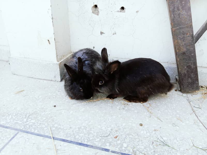 White Black Angora pair 03334634173 4