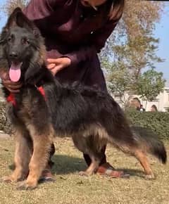 German shepherd proper long coat full security guard male  for sale