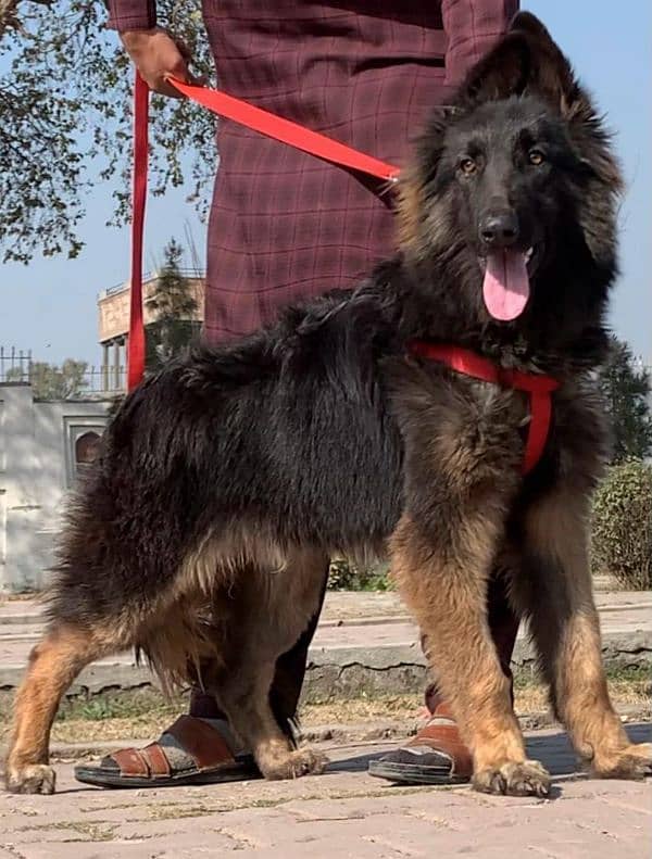 German shepherd proper long coat full security guard male  for sale 1