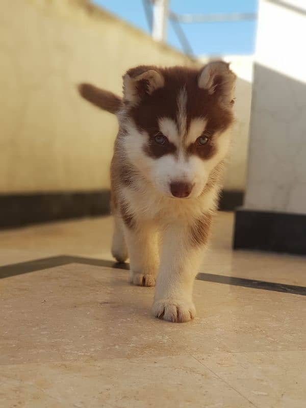 Siberian husky male puppies available for sale 0