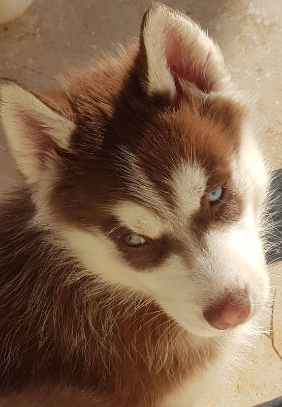 Siberian husky male puppies available for sale 2