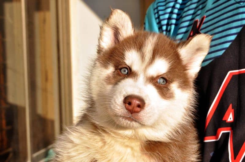 Siberian husky male puppies available for sale 5