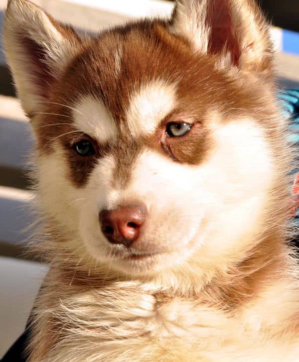 Siberian husky male puppies available for sale 11