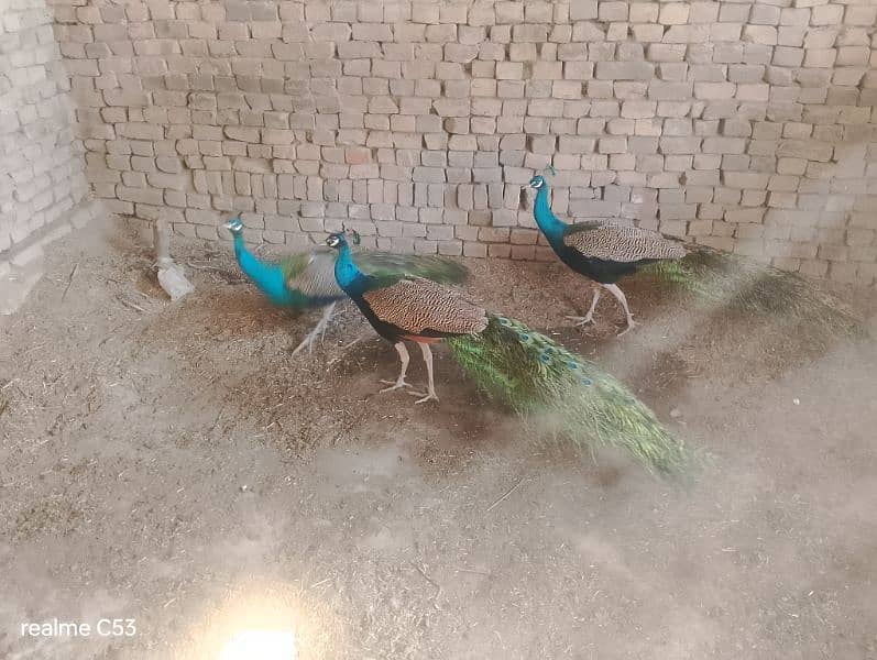 3 Male peacocks 3