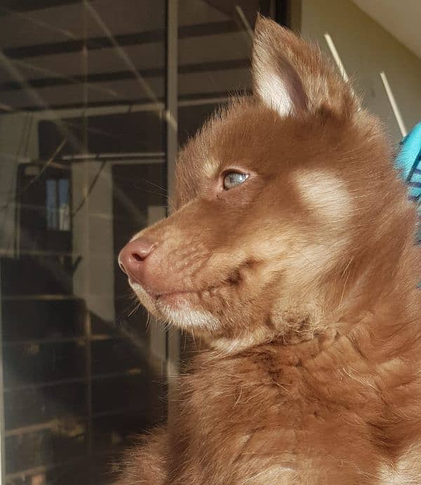 Siberian husky male puppy available for sale 3