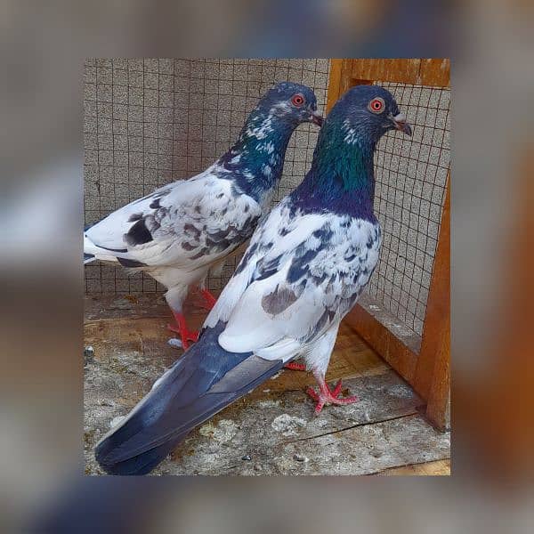 pigeon pure kamagar pair argent sale ? 0