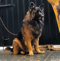 Pedigree German Shepherd puppy| Long Coat puppies | gsd dog