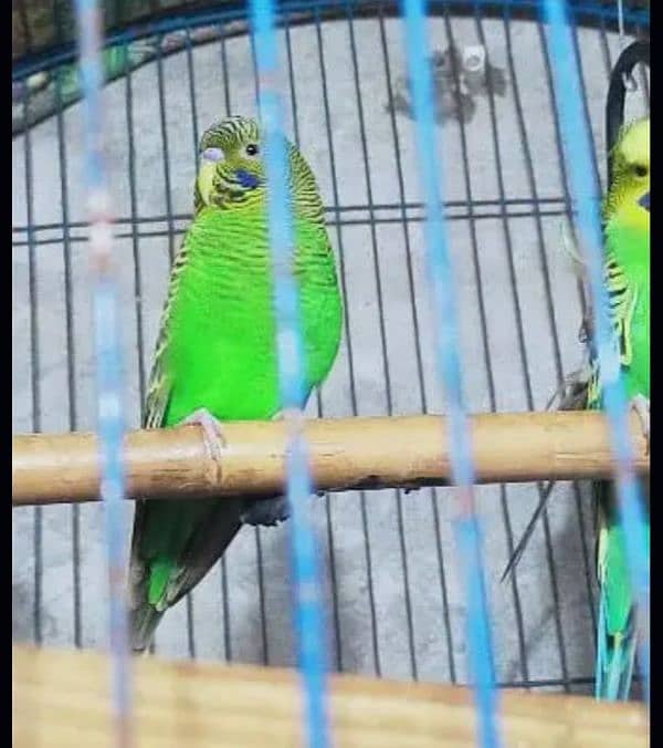 green parrot 1