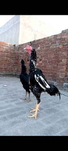 OH Shamo chicks For Sale 0301-4388928