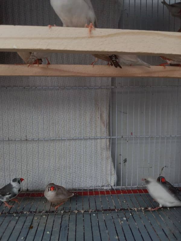 common finches for sale 16 Pairs Per pairs Rs. 1000 0