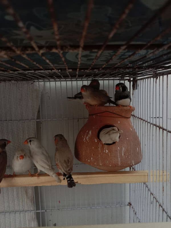 common finches for sale 16 Pairs Per pairs Rs. 1000 1