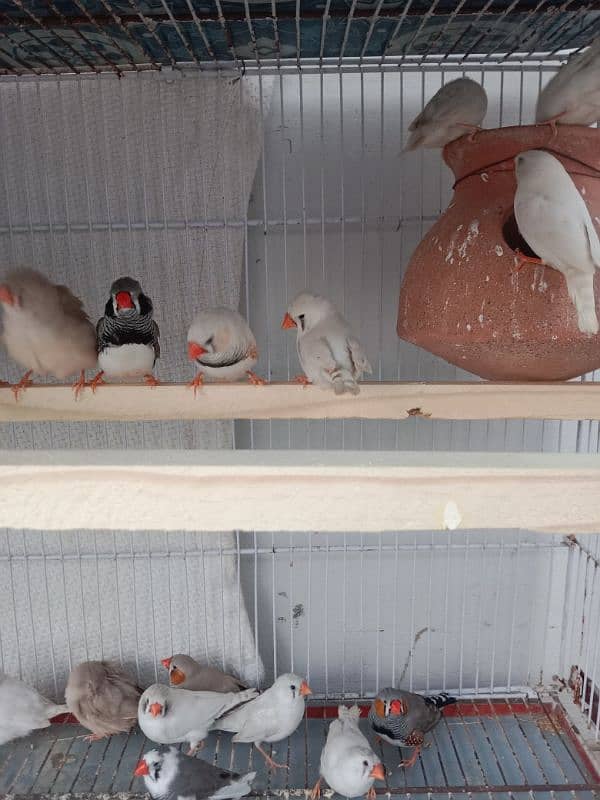 common finches for sale 16 Pairs Per pairs Rs. 1000 3