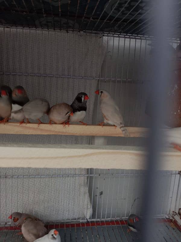 common finches for sale 16 Pairs Per pairs Rs. 1000 4