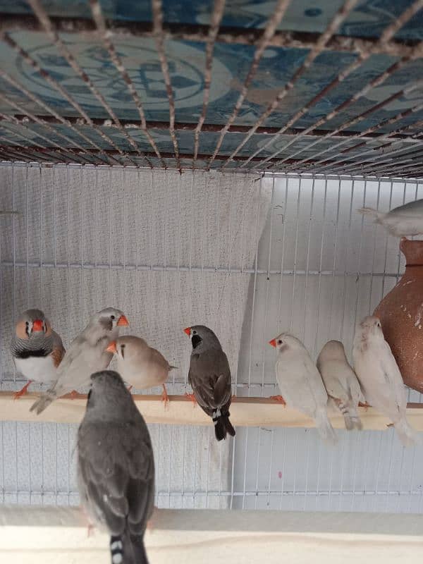 common finches for sale 16 Pairs Per pairs Rs. 1000 5