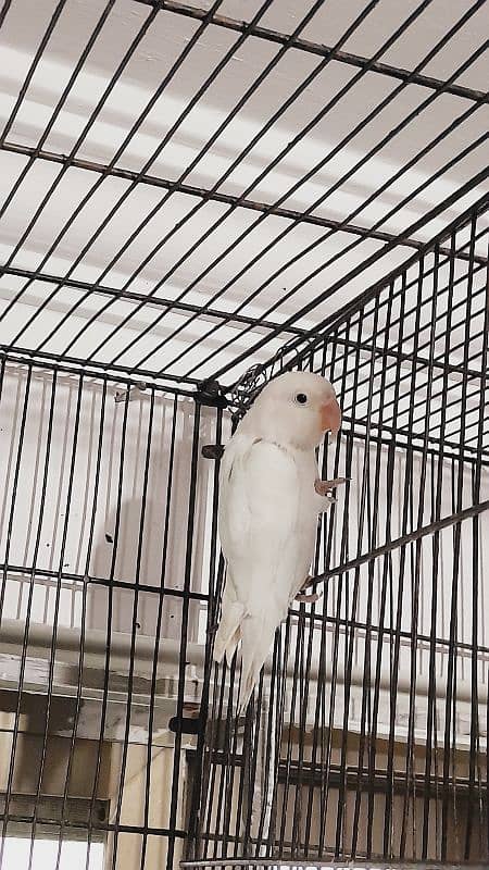 female albino,carmino,par blue or par blue breeder pair with chicks 0