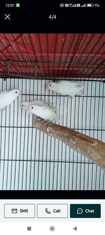 female albino,carmino,par blue or par blue breeder pair with chicks 1