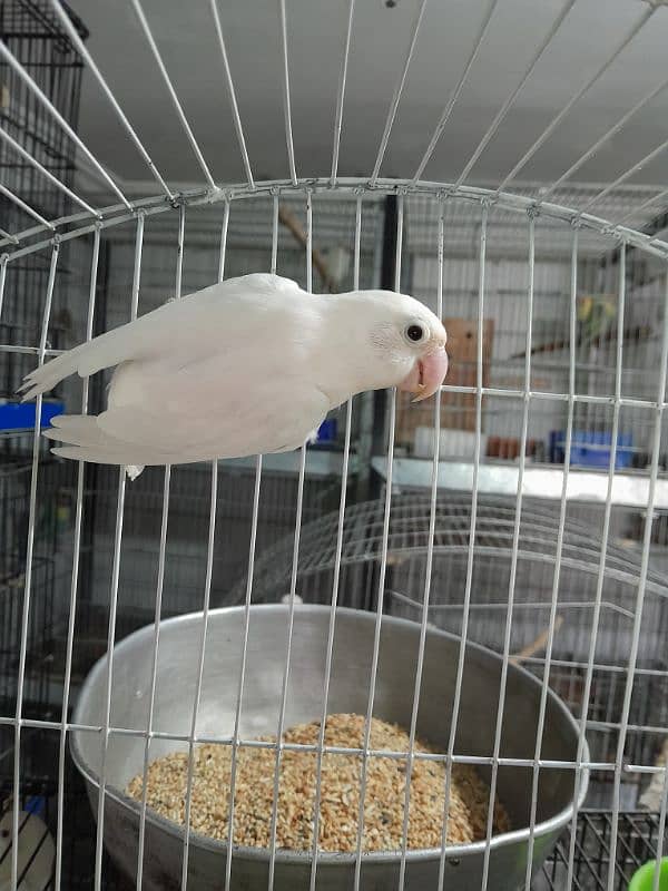 female albino,carmino,par blue or par blue breeder pair with chicks 2