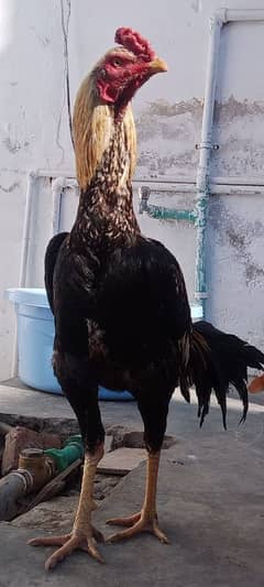 Aseel Hens | Mianwali Aseel |  Aseel Chicks | Aseel Hens For Sale