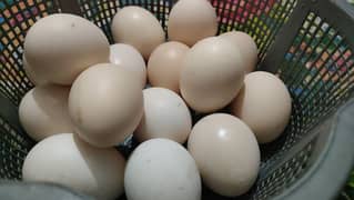 Organic and pure Fresh Desi eggs