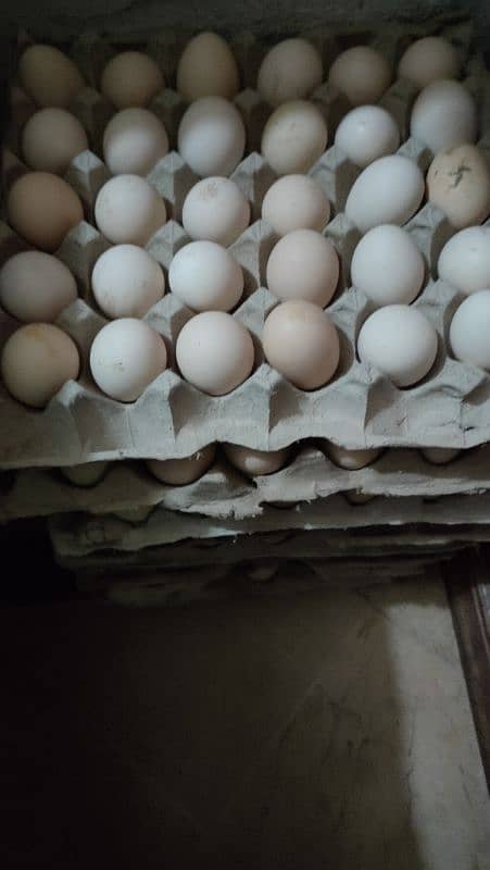 Organic and pure Fresh Desi eggs 1