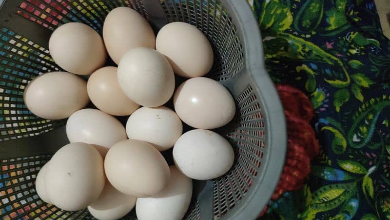 Organic and pure Fresh Desi eggs 2