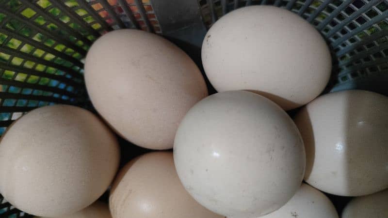 Organic and pure Fresh Desi eggs 3