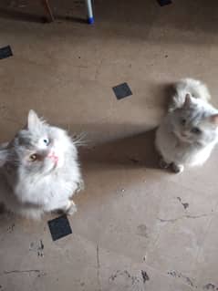 White Persian Pair for Sale