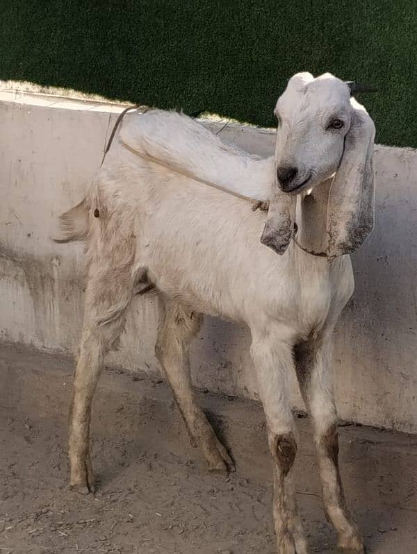 best for breeding & qurbani pure white goat 0