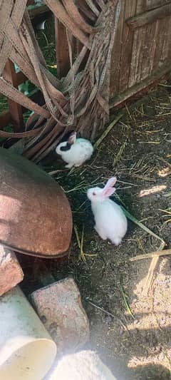 Rabbits for sale