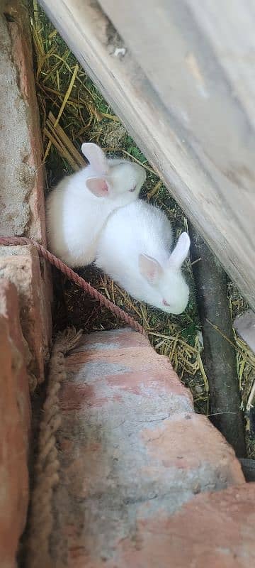 Rabbits for sale 2