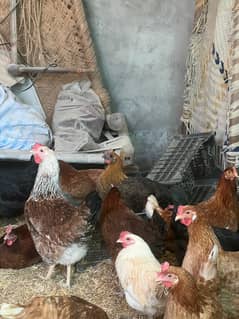 golden misri | Desi murghi | desi hen | eggs laying hens |brown hen