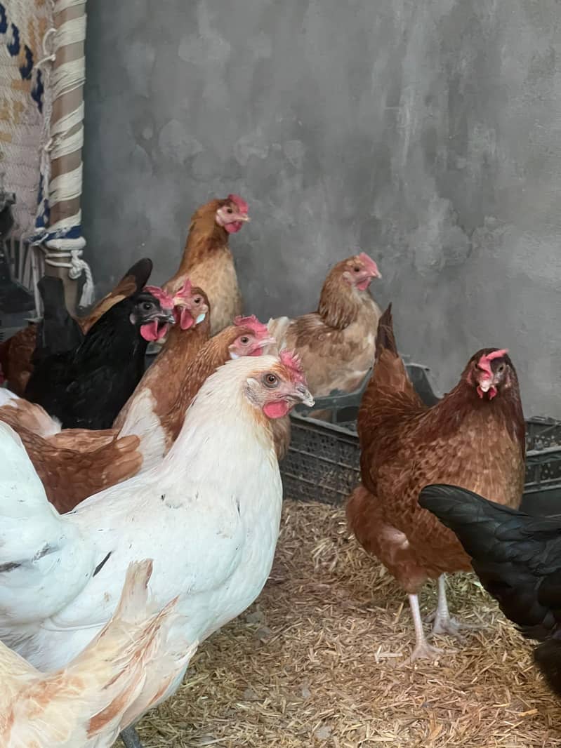 golden misri | Desi murghi | desi hen | eggs laying hens |brown hen 4