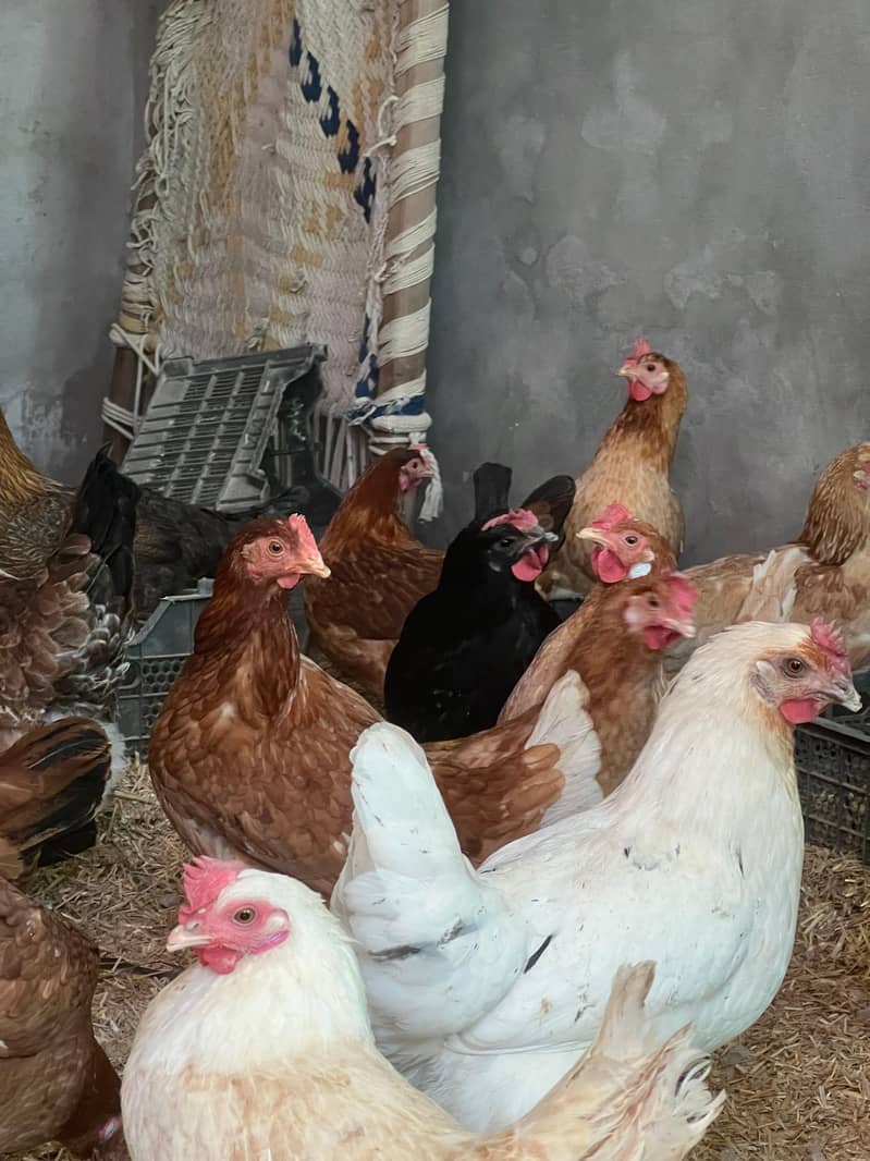 golden misri | Desi murghi | desi hen | eggs laying hens |brown hen 5