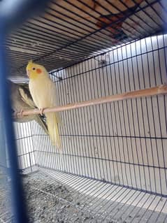 7 cocktiel 2 breeder female and 5 male